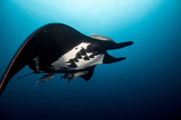 Manta Close by Michael Brown